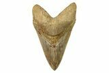 Serrated, Fossil Megalodon Tooth - Indonesia #279192-1